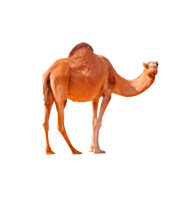 camel